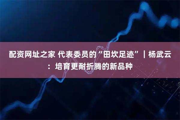 配资网址之家 代表委员的“田坎足迹”｜杨武云：培育更耐折腾的新品种
